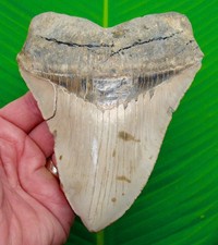 DENTE DI SQUALO MEGALODONTE