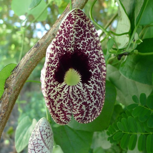 Fiore calico aristolochia - fiore, (aristolochia