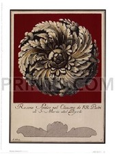 Guerra Rosone Antico IV