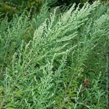 Artemisia comune - Artemisia