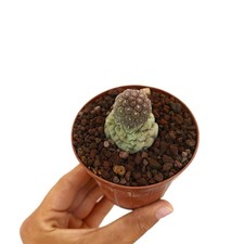 Tephrocactus geometricus TWO BALL 435-2015 - Tephrocactus geometrico | Geome