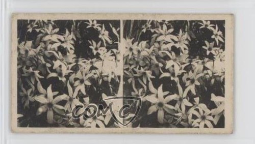 1929 bat qui - bat, tabacco