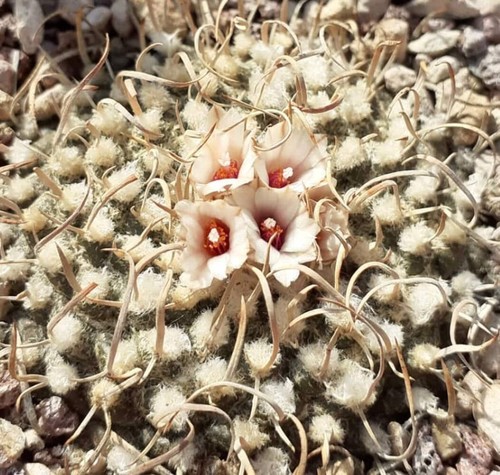 Turbinicarpus bonatzii seeds - bonatzii,