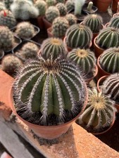 Rara pianta succulenta