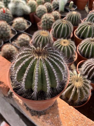 Rara pianta succulenta