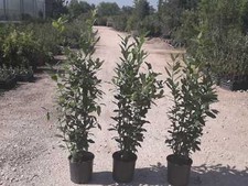 N.2 PIANTE DI ALLORO VASO 20 altezza cm 65/70 cm (foto reali)