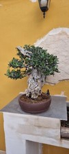bonsai Olivo