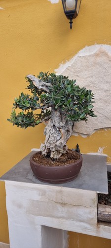 Bonsai olivo - bonsai,