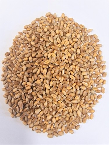 Grano biologico intero - biologico,,
