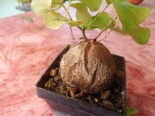 Cactus/succulente Dioscorea