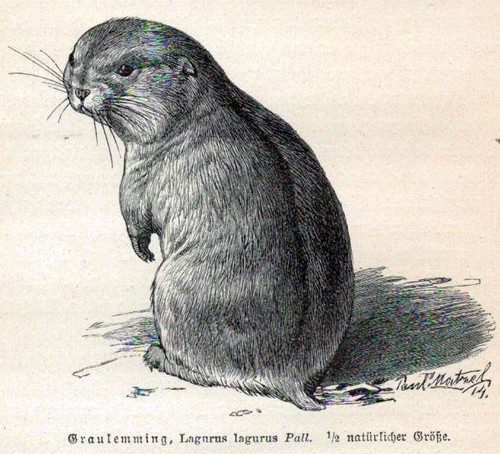 Graulemming lagurus - graulemming,,