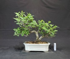 Bonsai ciliegio giapponese - ciliegio,