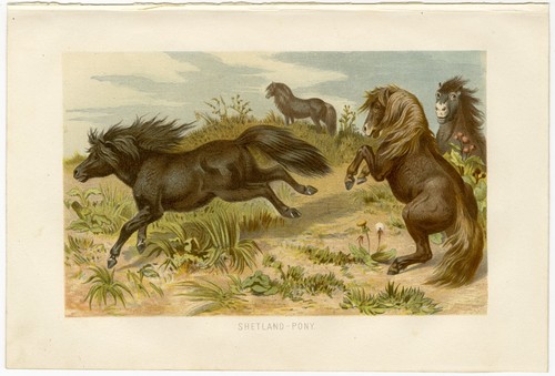 Shetland pony pony pascolo