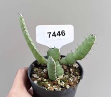 Vaso 8 cm pianta rara