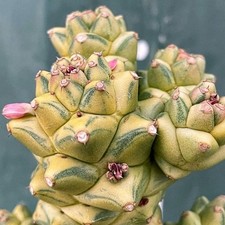 Monadenium ritchiei f