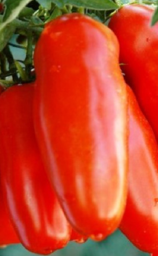 Pomodoro san marzano gigante - pomodoro,