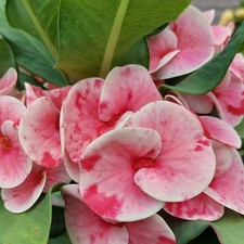 Corona di Spine Petpatai Thai