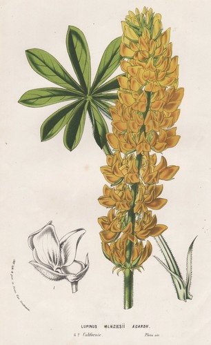 Lupinus menziesii lupino fiori - menziesii,