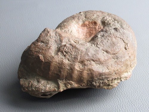 Antico fossile giurassico