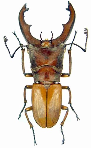 Cyclommatus dehaani cervo - cyclommatus,