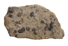 Trias Punctospirella fragilis