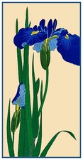 Iris alte giapponesi - , di