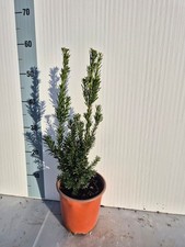 Pianta Vera di Taxus x media