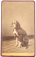 1880 ca TORINO Ritratto cane seduto - antica fotografia- foto Alessandro PASTA