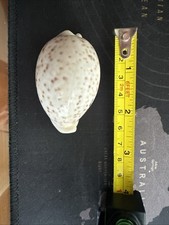 Conchiglia rara - Cypraea