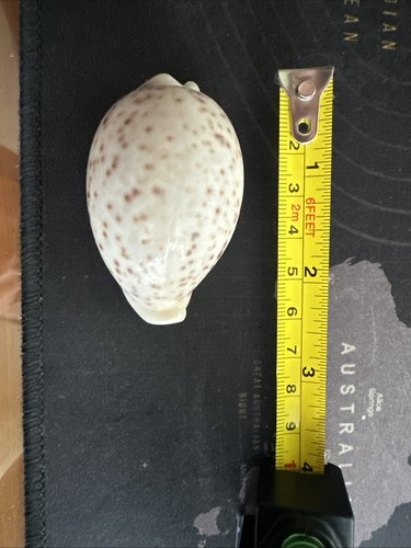 Conchiglia rara cypraea - rara,