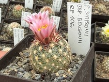 Pediocactus simponii ssp
