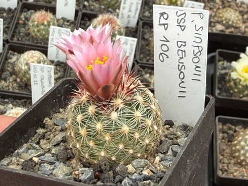 Pediocactus simponii ssp