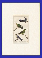 UCCELLI, INCISIONE COLORATA A