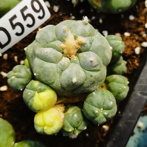 D559 astrophytum - d559, -------