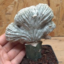 Astrophytum myriostigma onzuka