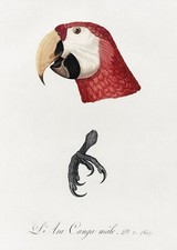 Piatto n. 2 Ara Macao Storia