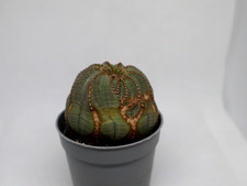 Euphorbia Obesa Rare form
