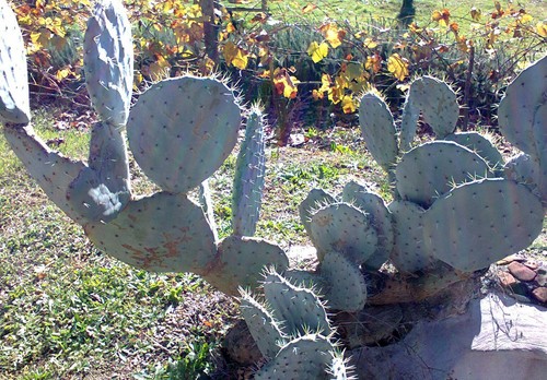 Fico india opuntia - opuntia, ficus