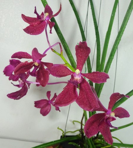 Paraphalaenopsis vanda - paraphalaenopsis, x