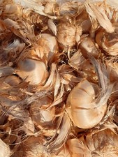 Prenota Bulbi Zafferano Crocus 1° Origine Navelli San Gavino + STIMMI OMAGGIO