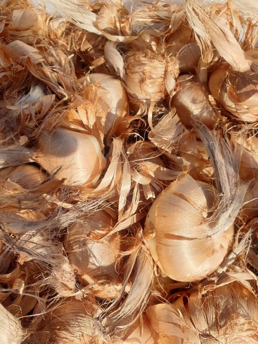 Prenota bulbi zafferano crocus - bulbi,
