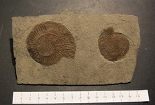 AMMONITI: Dactylioceras, Giurassico inferiore, Toarciano, Francia