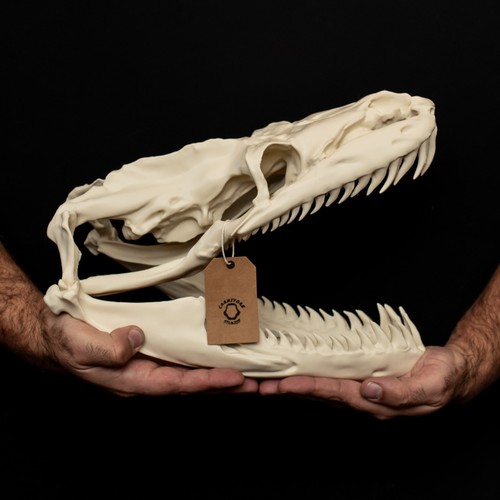 Titanoboa skull replica life - skull,