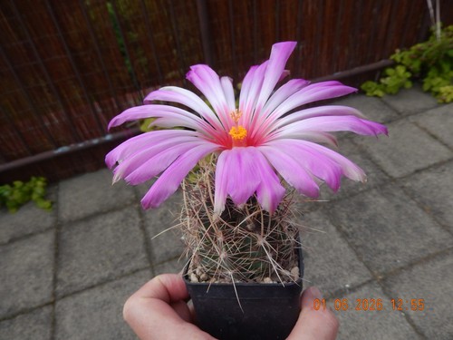 Thelocactus bicolor schottii - thelocactus, v