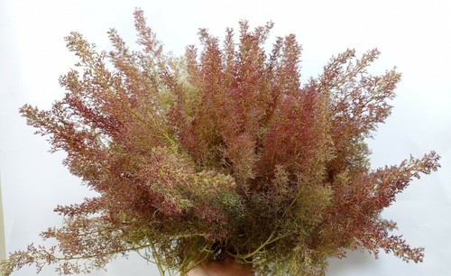 Teloxis aristata professionale - teloxis,
