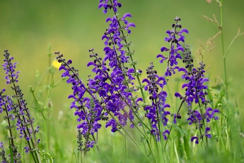 Salvia prato - da,