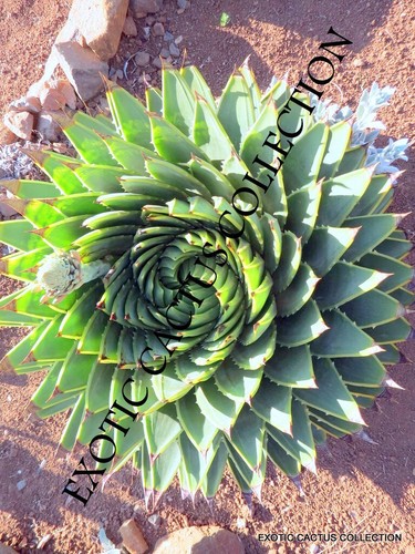 Aloe polyphylla spirale - polyphylla,