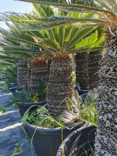 Palma cycas revoluta secolare - cycas,