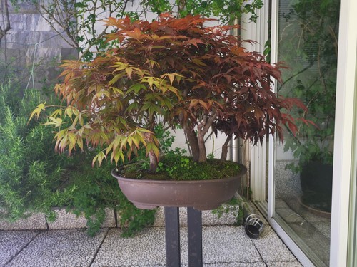 Boschetto bonsai aceri rossi - aceri,