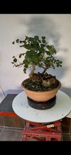 Pre Bonsai Di Carrubo Yamadori
